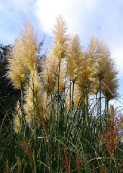 Пампасная ТРАВА в контейнере. Описание