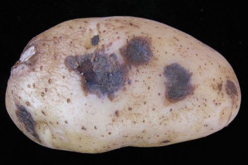 Сорт картофеля Гала. Описание сорта картофеля Гала