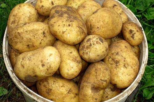 Сорт картофеля Гала. Описание сорта картофеля Гала