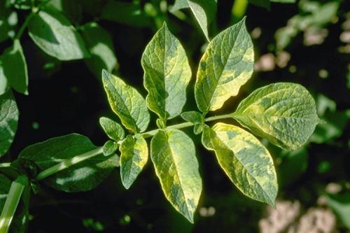 Сорт картофеля Гала. Описание сорта картофеля Гала