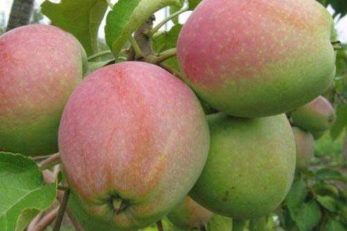 Самое вкусное яблоко. Лучшие сорта яблок: фото, названия и описания (каталог)