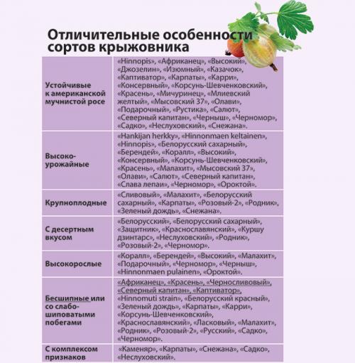 Время посадки крыжовника осенью. Сроки осенней посадки крыжовника