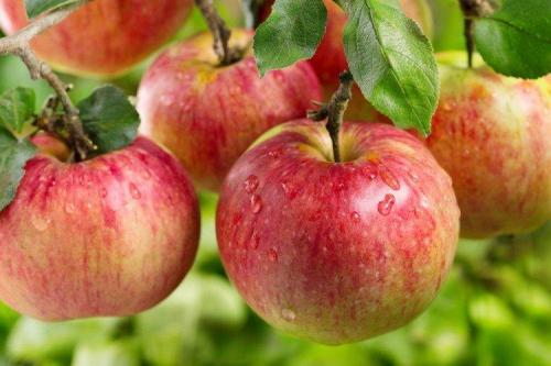 Самое вкусное яблоко. Лучшие сорта яблок: фото, названия и описания (каталог)