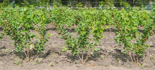 Посадка крыжовника осенью саженцами. Как посадить крыжовник осенью, чтобы 100% прижился