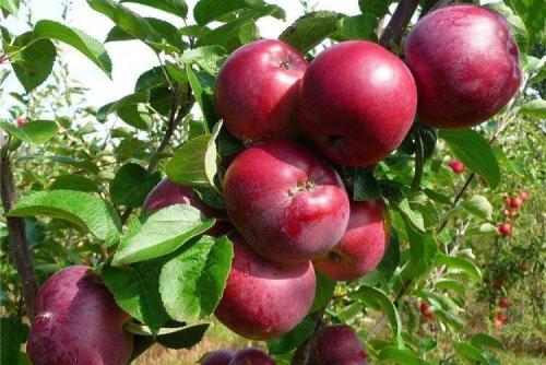 Самое вкусное яблоко. Лучшие сорта яблок: фото, названия и описания (каталог)