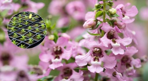 Каталог однолетних цветов для дачи. Однолетние растения 11 Каталог однолетних цветов для дачи. Однолетние растения 11