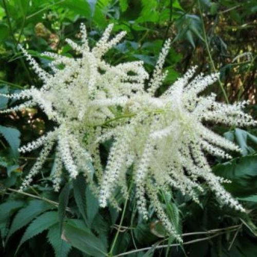 Высокие однолетние цветы. Высокие садовые цветы (50 фото) в дачном дизайне