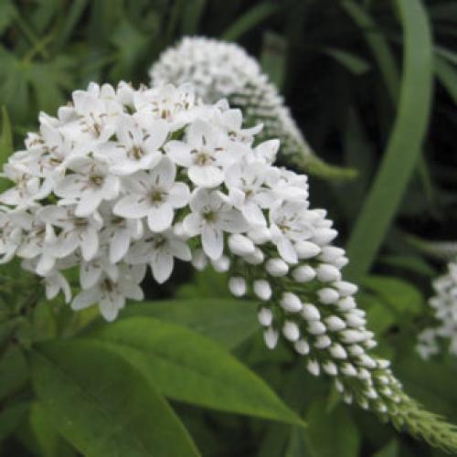 Высокие однолетние цветы. Высокие садовые цветы (50 фото) в дачном дизайне