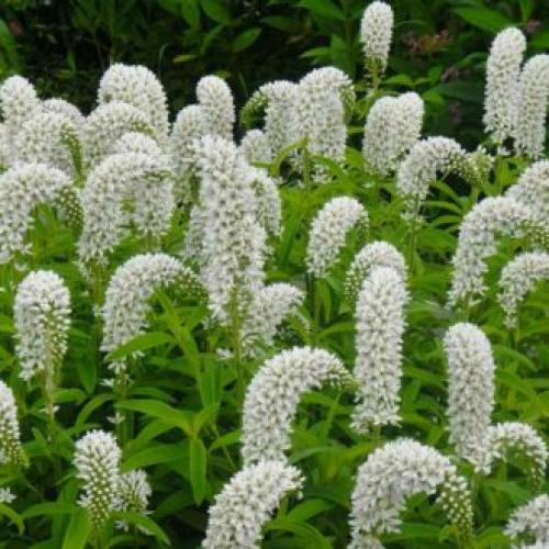 Высокие однолетние цветы. Высокие садовые цветы (50 фото) в дачном дизайне