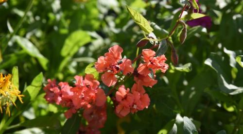 Каталог однолетних цветов для дачи. Однолетние растения 15 Каталог однолетних цветов для дачи. Однолетние растения 15