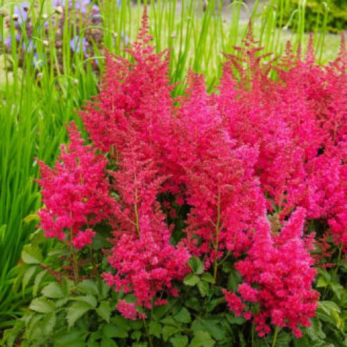 Высокие однолетние цветы. Высокие садовые цветы (50 фото) в дачном дизайне