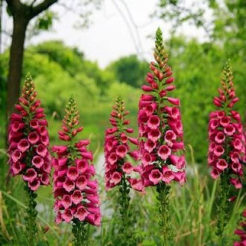 Высокие однолетние цветы. Высокие садовые цветы (50 фото) в дачном дизайне