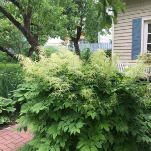 Высокие однолетние цветы. Высокие садовые цветы (50 фото) в дачном дизайне