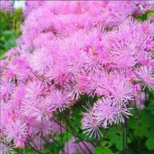 Высокие однолетние цветы. Высокие садовые цветы (50 фото) в дачном дизайне