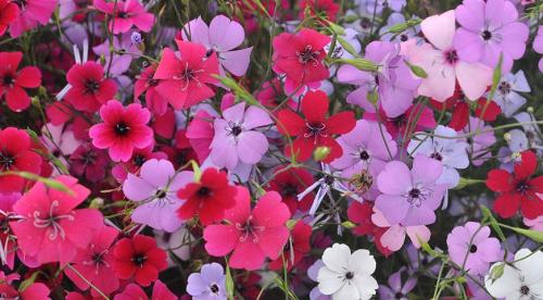 Каталог однолетних цветов для дачи. Однолетние растения 13 Каталог однолетних цветов для дачи. Однолетние растения 13