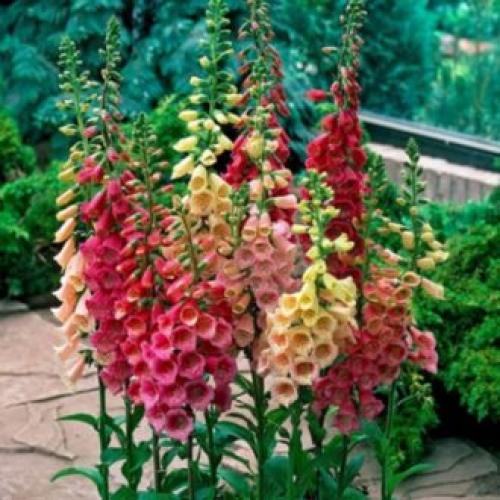 Высокие однолетние цветы. Высокие садовые цветы (50 фото) в дачном дизайне