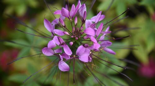 Каталог однолетних цветов для дачи. Однолетние растения 16 Каталог однолетних цветов для дачи. Однолетние растения 16