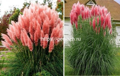 Пампасная трава в суровом климате. Что это за диковинка – пампасная трава 03