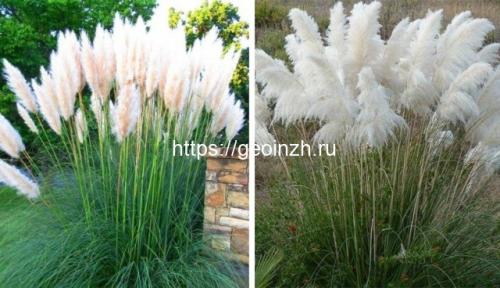 Пампасная трава в суровом климате. Что это за диковинка – пампасная трава 02