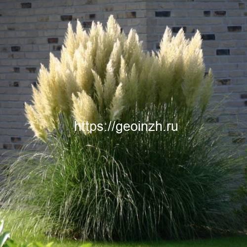 Пампасная трава в суровом климате. Что это за диковинка – пампасная трава 01