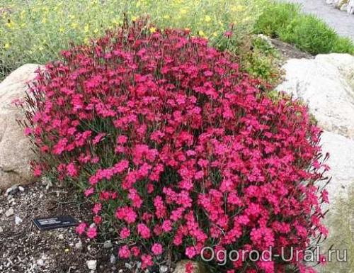 50 лучших цветов для дачи в 2023 году. Первый шаг в облагораживании загородного участка 17 50 лучших цветов для дачи в 2023 году. Первый шаг в облагораживании загородного участка 17