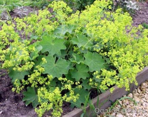 50 лучших цветов для дачи в 2023 году. Первый шаг в облагораживании загородного участка 16 50 лучших цветов для дачи в 2023 году. Первый шаг в облагораживании загородного участка 16