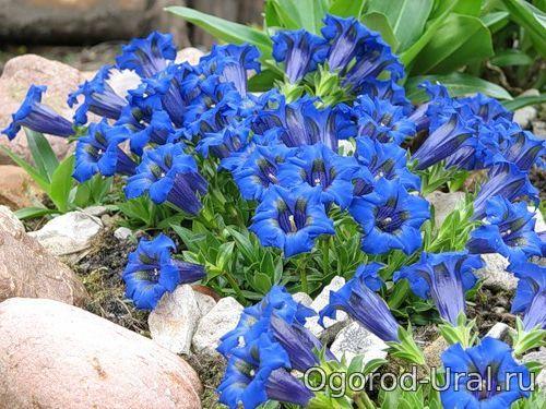 50 лучших цветов для дачи в 2023 году. Первый шаг в облагораживании загородного участка 15 50 лучших цветов для дачи в 2023 году. Первый шаг в облагораживании загородного участка 15