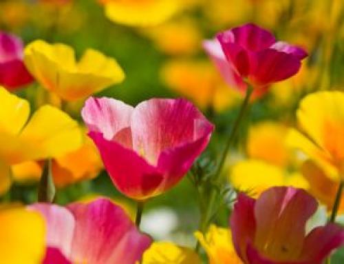 50 лучших цветов для дачи в 2023 году. Первый шаг в облагораживании загородного участка 20 50 лучших цветов для дачи в 2023 году. Первый шаг в облагораживании загородного участка 20