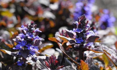 Низкорослые многолетние цветы для клумбы. Многолетние цветы