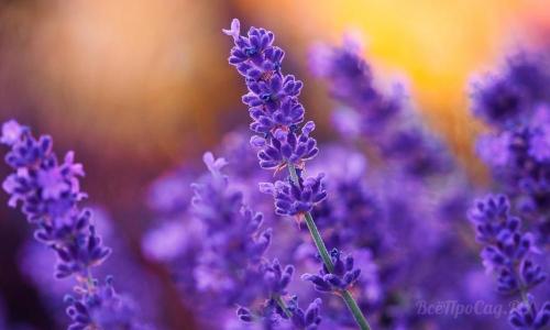 Низкорослые многолетние цветы для клумбы. Многолетние цветы