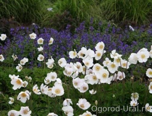 50 лучших цветов для дачи в 2023 году. Первый шаг в облагораживании загородного участка 18 50 лучших цветов для дачи в 2023 году. Первый шаг в облагораживании загородного участка 18