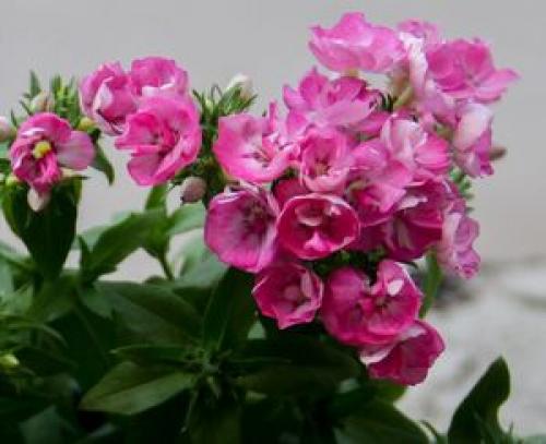 50 лучших цветов для дачи в 2023 году. Первый шаг в облагораживании загородного участка 14 50 лучших цветов для дачи в 2023 году. Первый шаг в облагораживании загородного участка 14