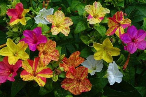 Крупные садовые цветы. Садовые цветы: фото, названия и описания (каталог)