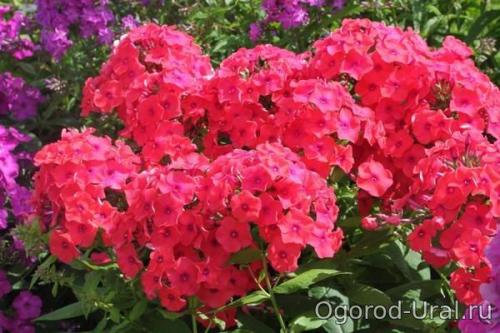 50 лучших цветов для дачи в 2023 году. Первый шаг в облагораживании загородного участка 13 50 лучших цветов для дачи в 2023 году. Первый шаг в облагораживании загородного участка 13