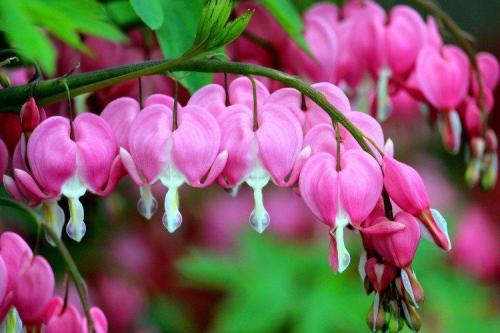 Крупные садовые цветы. Садовые цветы: фото, названия и описания (каталог)