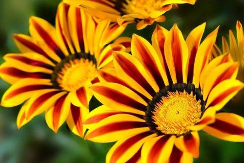 Крупные садовые цветы. Садовые цветы: фото, названия и описания (каталог)