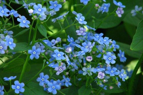 Крупные садовые цветы. Садовые цветы: фото, названия и описания (каталог)