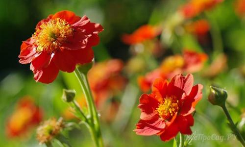 Низкорослые многолетние цветы для клумбы. Многолетние цветы