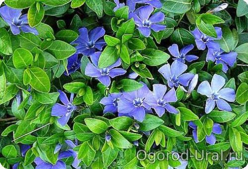 50 лучших цветов для дачи в 2023 году. Первый шаг в облагораживании загородного участка 12 50 лучших цветов для дачи в 2023 году. Первый шаг в облагораживании загородного участка 12