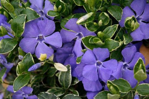 Крупные садовые цветы. Садовые цветы: фото, названия и описания (каталог)