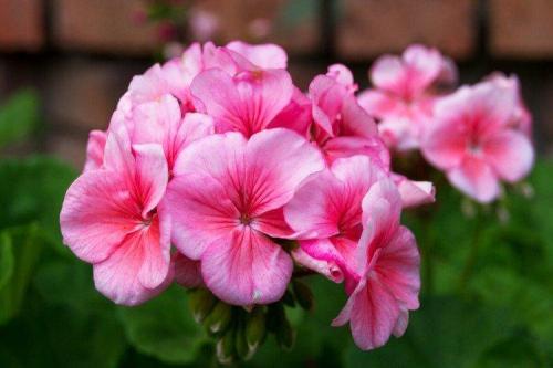 Крупные садовые цветы. Садовые цветы: фото, названия и описания (каталог)