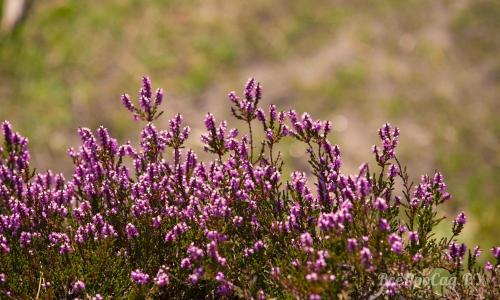 Низкорослые многолетние цветы для клумбы. Многолетние цветы