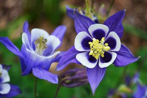 Крупные садовые цветы. Садовые цветы: фото, названия и описания (каталог)