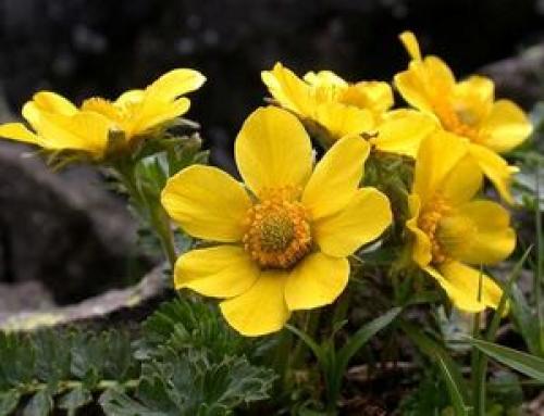 50 лучших цветов для дачи в 2023 году. Первый шаг в облагораживании загородного участка 19 50 лучших цветов для дачи в 2023 году. Первый шаг в облагораживании загородного участка 19