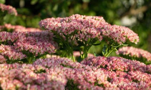 Низкорослые многолетние цветы для клумбы. Многолетние цветы