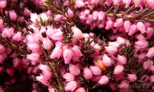 Низкорослые многолетние цветы для клумбы. Многолетние цветы