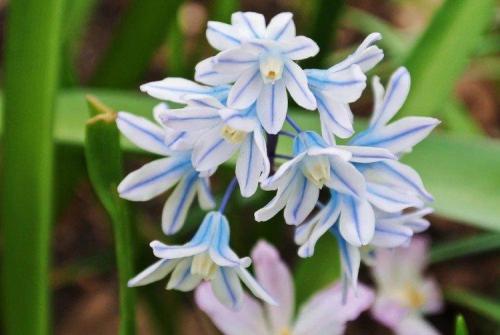 Крупные садовые цветы. Садовые цветы: фото, названия и описания (каталог)