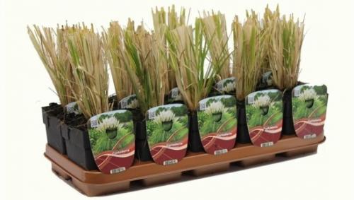 Время и место посадки пампасной травы. Посадка пампасной травы: нюансы выращивания кортадерии 01