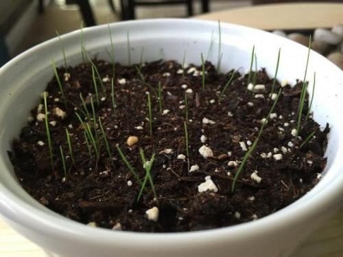 Время и место посадки пампасной травы. Посадка пампасной травы: нюансы выращивания кортадерии 02