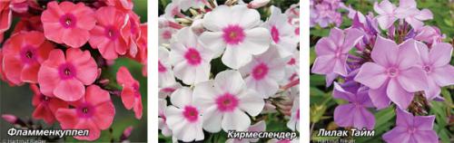 Когда цветут флоксы многолетние. Особенности выращивания флоксов, как многолетников 01 Когда цветут флоксы многолетние. Особенности выращивания флоксов, как многолетников 01